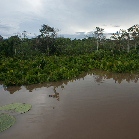 AMAZONAS 21 rio mosaico galeria_MG_4774.jpg